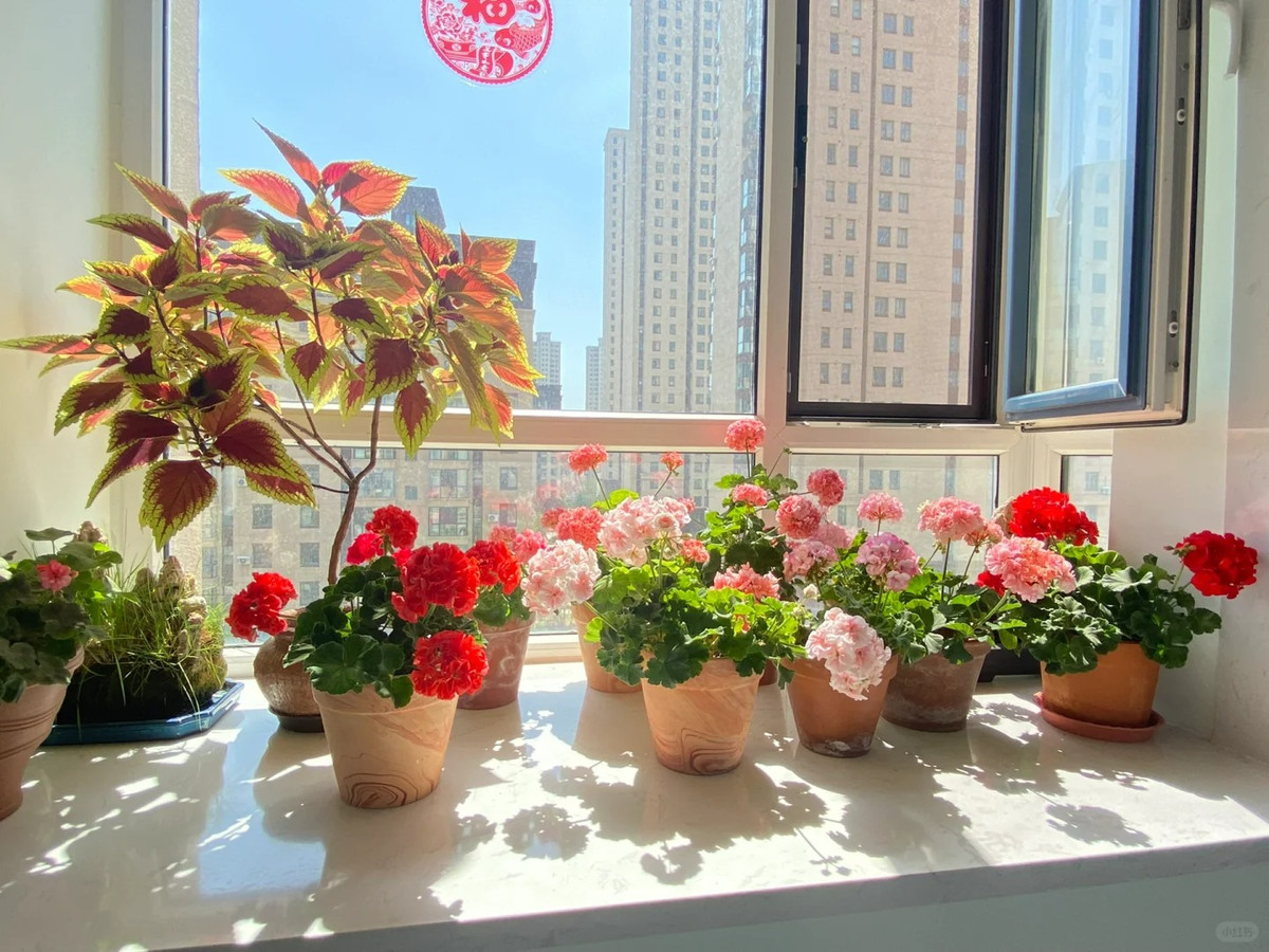  Ngoài ra, mùa đông đặc biệt thích hợp để trồng hoa phong lữ vì khi nhiệt độ lên tới trên 10 độ, chúng có thể tiếp tục phát triển và nở hoa. Ngoài ra, cây cảnh này có rất nhiều loại và lá có nhiều màu sắc nên rất đẹp để giữ ở nhà.