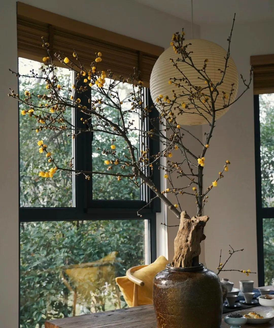 Loài hoa này càng ở nơi có khí hậu lạnh giá, băng tuyết thì cây cảnh nở hoa càng đẹp, sắc vàng vàng rực rỡ. Cây cảnh này có hình dáng cây đẹp, hoa độc đáo, màu sắc tươi sáng, hương thơm ngào ngạt, có vị ngọt nhẹ. Ảnh minh họa Toutiao