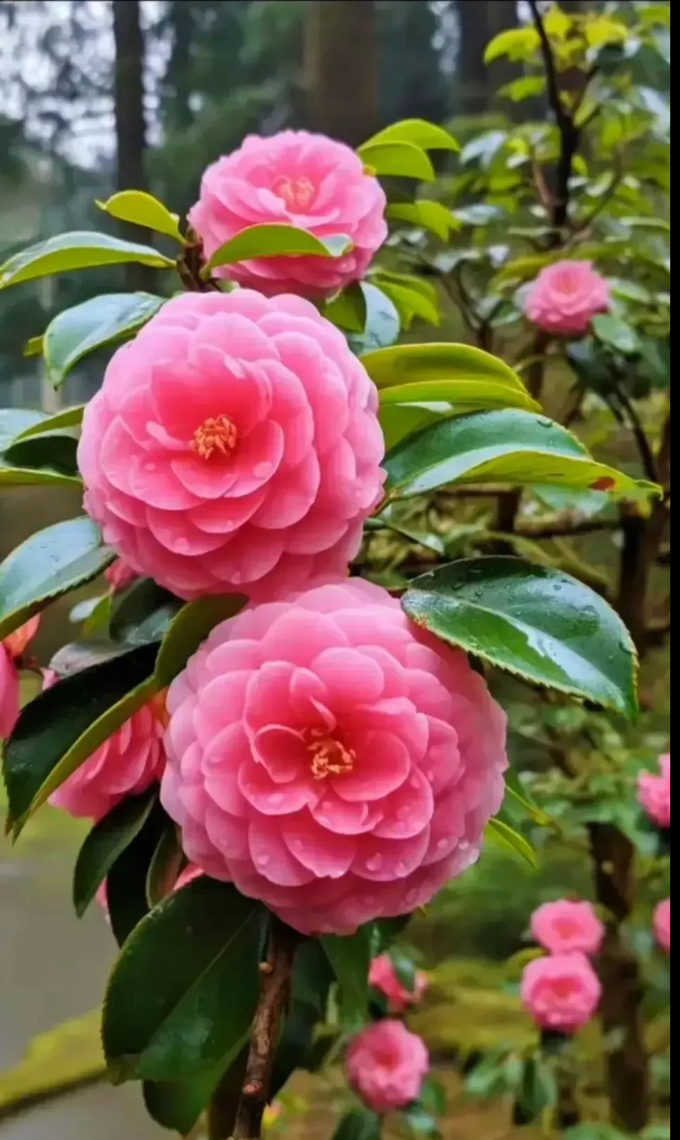  Ngoài ra, cây cảnh khi nở hoa còn có mùi thơm giống như hoa nhài và hoa hồng, khiến người ta cảm thấy đặc biệt dễ chịu khi ngửi. Ngoài ra, cánh hoa của nó còn có thể hấp thụ các chất có hại trong không khí và có một số tác dụng kháng khuẩn. Đặt một chậu cây trong nhà sẽ khiến con người cảm thấy đặc biệt thoải mái về thể chất và tinh thần, chẳng hạn như thư giãn cơ thể và thúc đẩy giấc ngủ. 