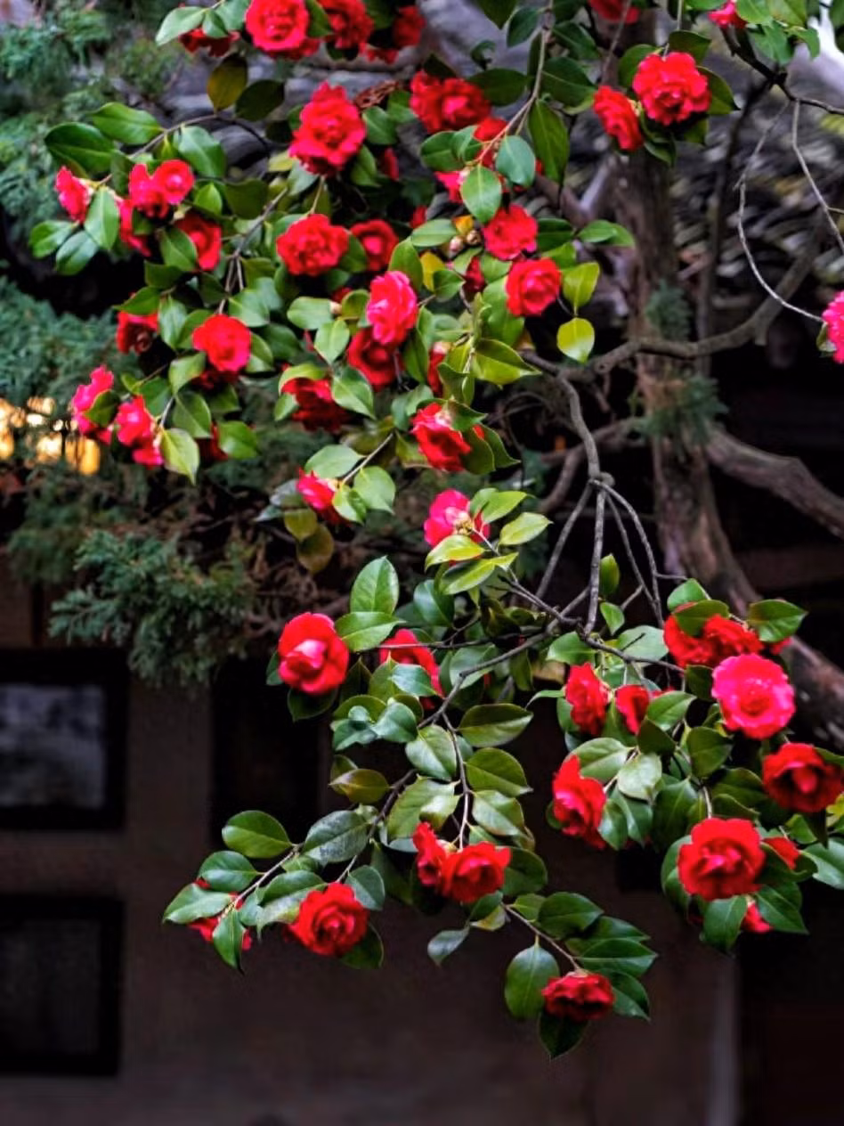 5 cay canh mua dong cai thien suc khoe, tang nhuan khi