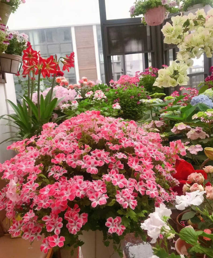  5. Cây cảnh: Phong lữ. Những người thích hoa phong lữ cho rằng hoa phong lữ có mùi rất thơm, mùi thơm này có thể khiến người ta cảm thấy thoải mái về thể chất và tinh thần, an thần, xoa dịu tâm trí, thúc đẩy giấc ngủ và còn có tác dụng khử trùng rất tốt. 