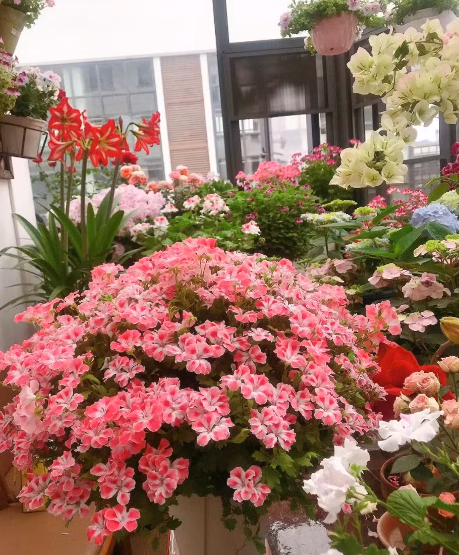  5. Cây cảnh: Phong lữ. Những người thích hoa phong lữ cho rằng hoa phong lữ có mùi rất thơm, mùi thơm này có thể khiến người ta cảm thấy thoải mái về thể chất và tinh thần, an thần, xoa dịu tâm trí, thúc đẩy giấc ngủ và còn có tác dụng khử trùng rất tốt. 