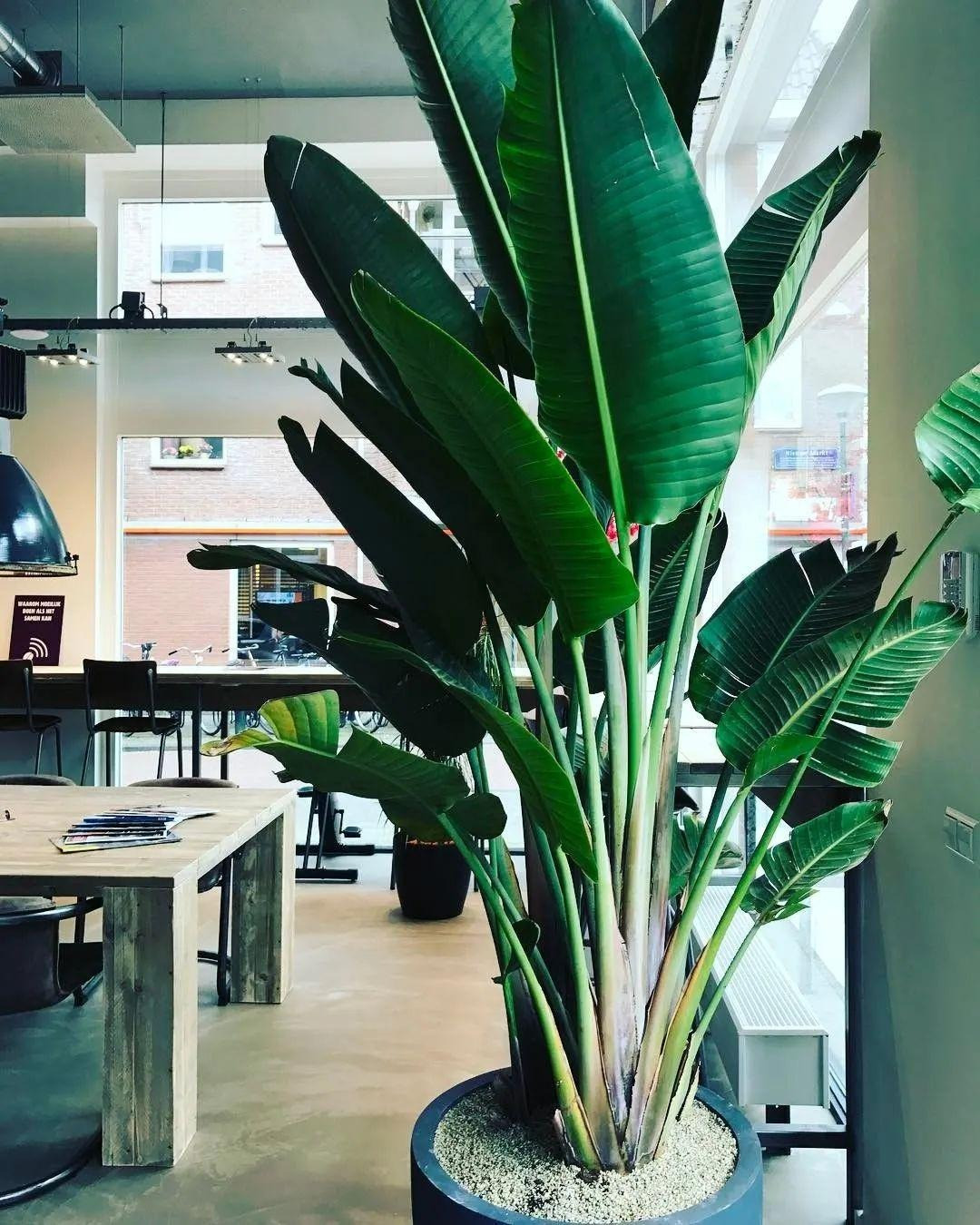 4. Cây cảnh: Thiên điểu. Lá của thiên điểu to và mập, giống như chiếc quạt xanh khổng lồ, có thể cản được rất nhiều ánh sáng mặt trời. Những cây có lá to như vậy thường tượng trưng cho một gia đình lớn và một doanh nghiệp lớn. Ảnh minh họa Toutiao 