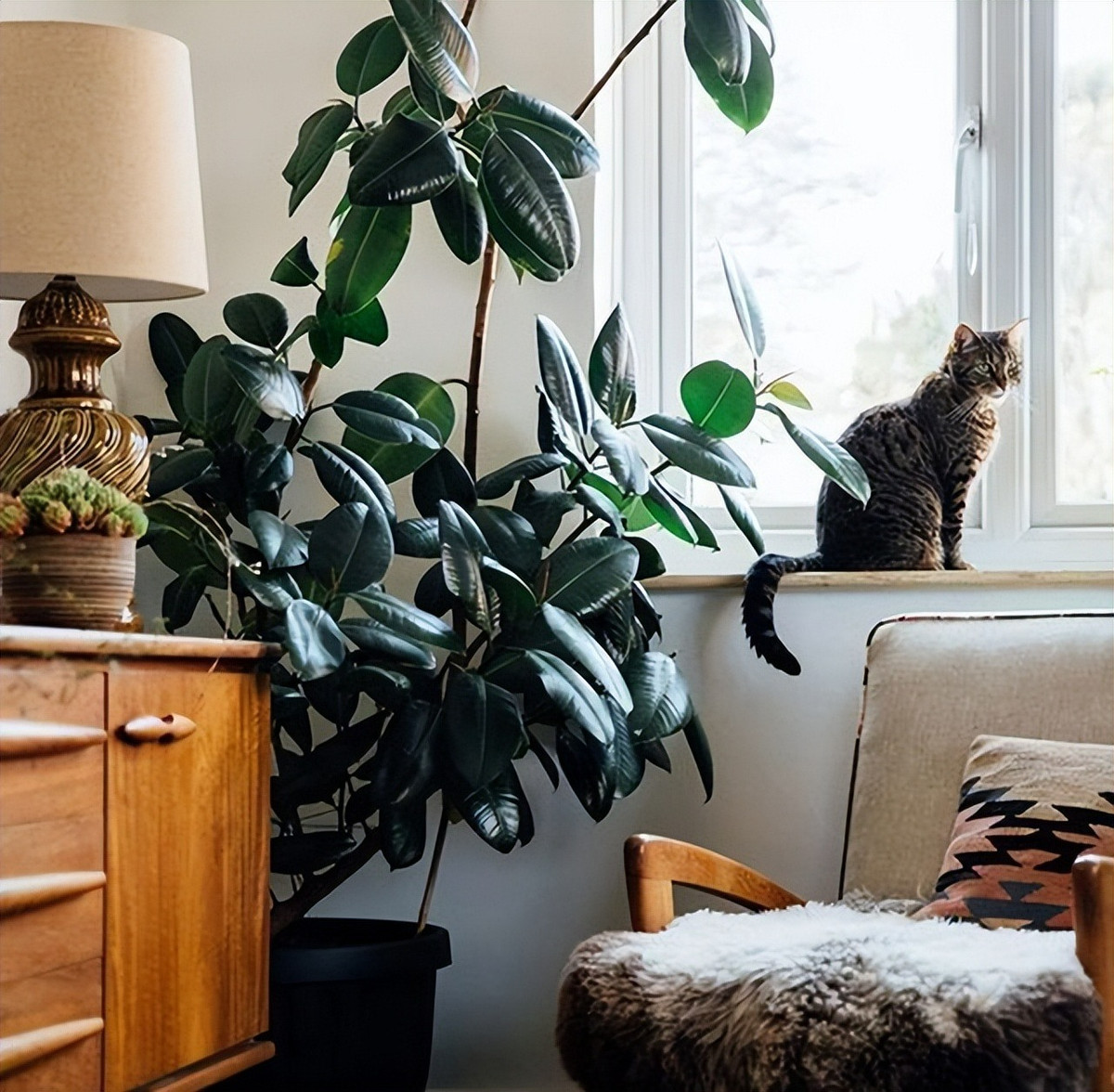  Dù là giống nào thì chúng đều có độ bóng sáng, lá to và dày, có thể loại bỏ các loại khí độc hại và tạp chất bụi. Đa búp đỏ có khả năng hút bụi và các loại khí độc như: carbon monoxide, hydrogen fluoride… trong không khí. Ảnh minh họa Toutiao 