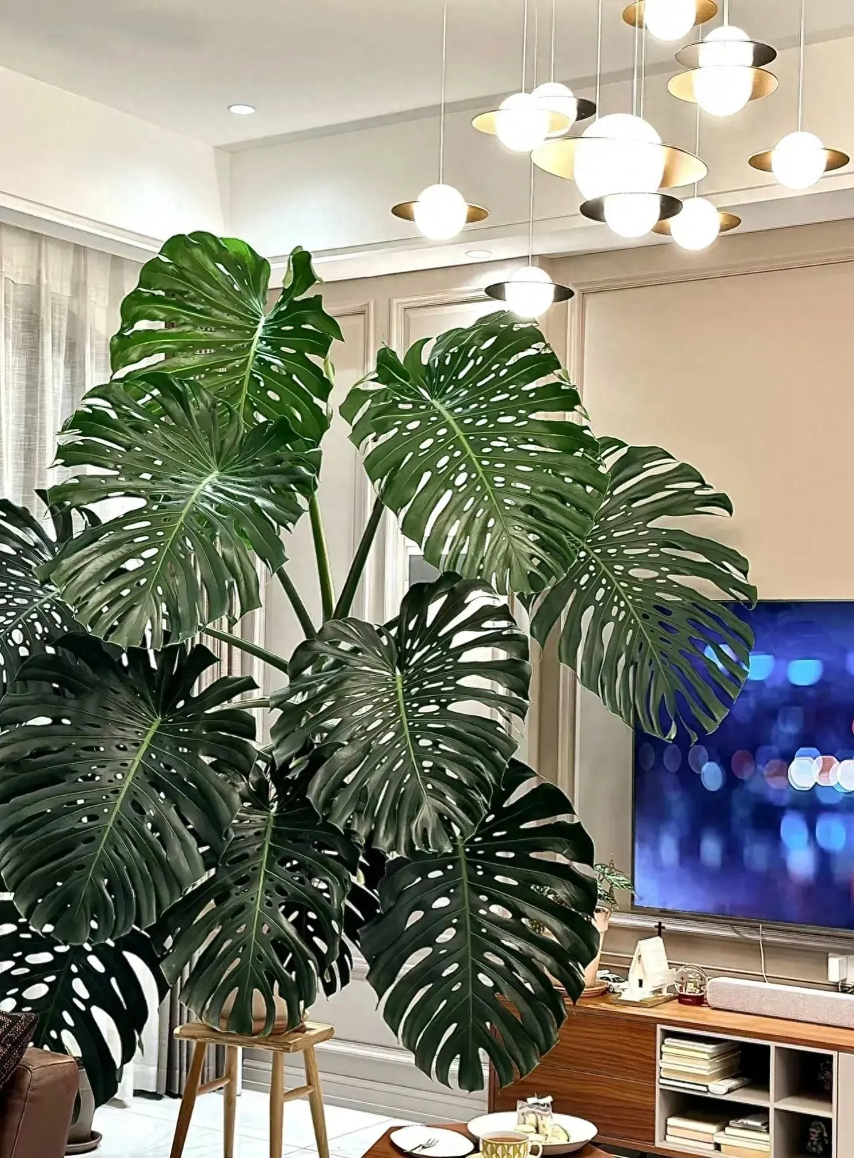 2. Cây cảnh: Trầu bà lá xẻ. Lá cây trầu bà lá xẻ cũng đặc biệt to béo, mập mạp, có những chiếc lỗ sinh động, như chiếc mai rùa. Trong phong thủy, rùa tượng trưng cho trường thọ, may mắn nên cây cảnh này cũng tượng trưng cho sự trường thọ, sức khỏe, may mắn và nhà cửa thịnh vượng. Vì vậy nếu trong nhà có người già thì bạn nên trồng cây cảnh này trong nhà, càng trồng lâu càng có lợi cho sức khỏe của người già. Ảnh minh họa Toutiao