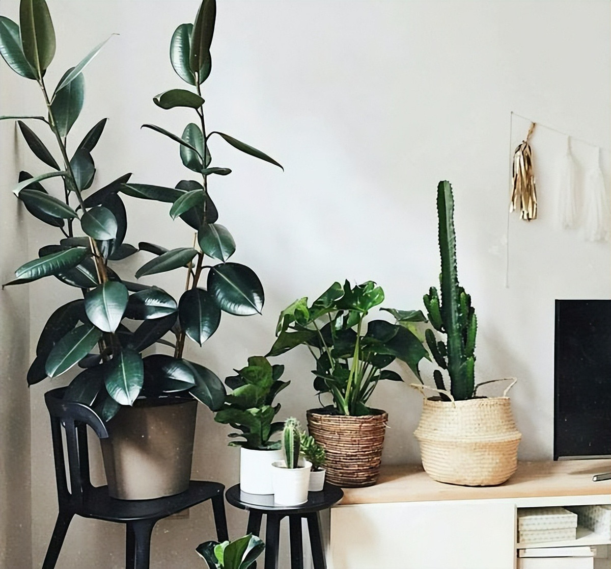 3. Cây cảnh: Đa búp đỏ. Lá của cây đa búp đỏ dày, mập mạo, bóng dầu, tràn đầy sức sống. Đây là loại cây lá rất dễ chăm sóc nên được mệnh danh là cây lười vì bền bỉ, dễ trồng và có khả năng thanh lọc mạnh mẽ. Cây đa búp đỏ có nhiều loại, phổ biến nhất là cây lá đỏ, lá xanh và lá vân... Ảnh minh họa Toutiao 