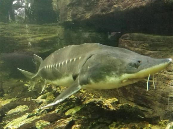  4. Cá tầm – có nguy cơ tuyệt chủng: Con người yêu thích mùi vị của cá tầm, và nó là một trong những loài cá nước ngọt lớn nhất thế giới, nhưng nó cũng là một trong những loài động vật có nguy cơ tuyệt chủng. Chúng có thể đã sống sót và sống ở đây cách đây 2 triệu năm và là một trong mười loài động vật thời tiền sử còn sống hàng đầu. Tôi hy vọng mọi người sẽ ít săn bắt chúng hơn vì cá tầm không phải là mối đe dọa đối với con người.