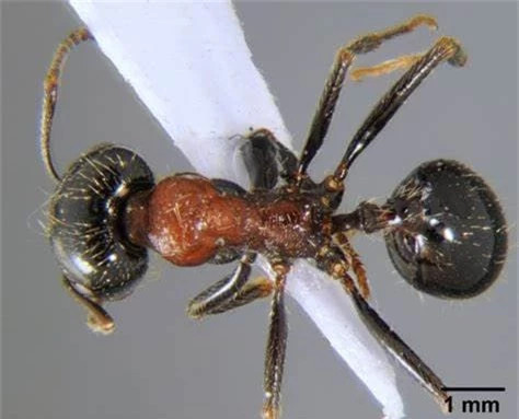 6. Kiến Martialis Heureka – tổ tiên cuối cùng của loài kiến: Loài kiến này được sinh ra cách đây 1,2 triệu năm cho đến khi được phát hiện ở rừng rậm Amazon vào năm 2008. Nó là tổ tiên chung cuối cùng của tất cả các loài kiến được phát hiện cho đến nay và là một trong mười loài động vật thời tiền sử còn sống hàng đầu. Là tổ tiên cuối cùng của loài kiến, thật đáng ngưỡng mộ khi sống được đến ngày nay.