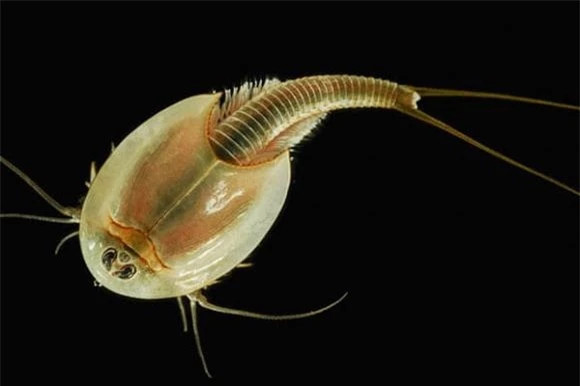 2. Tôm Nòng Nọc – 220 triệu năm trước đến nay: Là một trong mười loài động vật thời tiền sử sống thọ hàng đầu. Việc anh chàng này sống sót cho đến ngày nay là điều không nên coi thường. Tôm nòng nọc còn được gọi là tôm khủng long ba mắt, tôm nòng nọc thực tế đã trải qua nhiều sự kiện phóng xạ và tuyệt chủng. Nhưng nó vẫn kiên cường sống sót. 