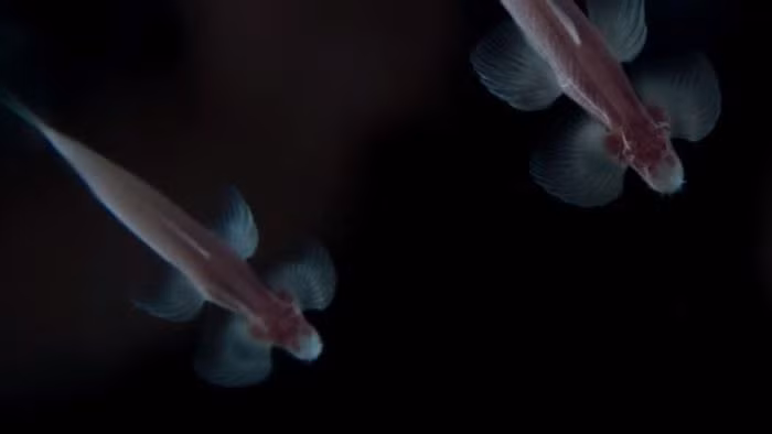 Cá vượt thác là một trong những sinh vật lạ lùng nhất thế giới vì chúng không hề có mắt.