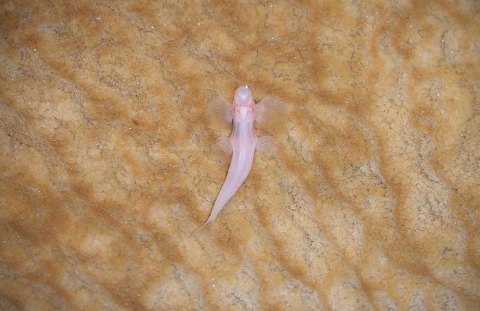 Cá vượt thác sống trong các hang động sâu dưới lòng đất ở Thái Lan nên nó còn có tên gọi khác là cá hang động.