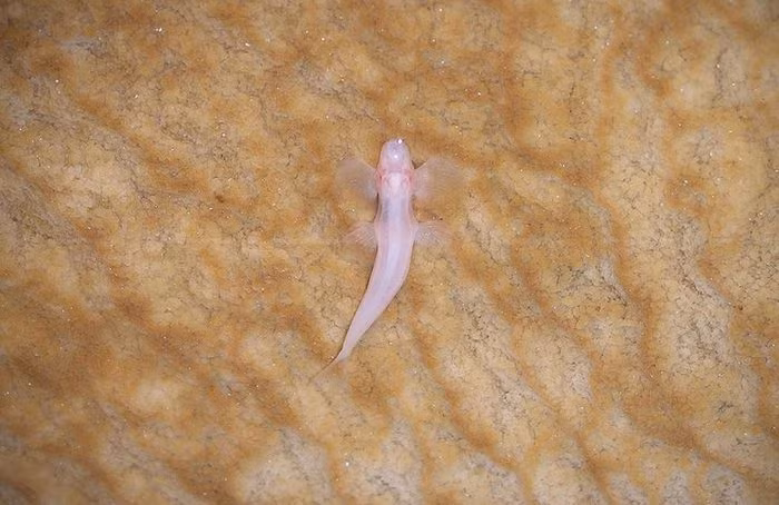 Cá vượt thác sống trong các hang động sâu dưới lòng đất ở Thái Lan nên nó còn có tên gọi khác là cá hang động.