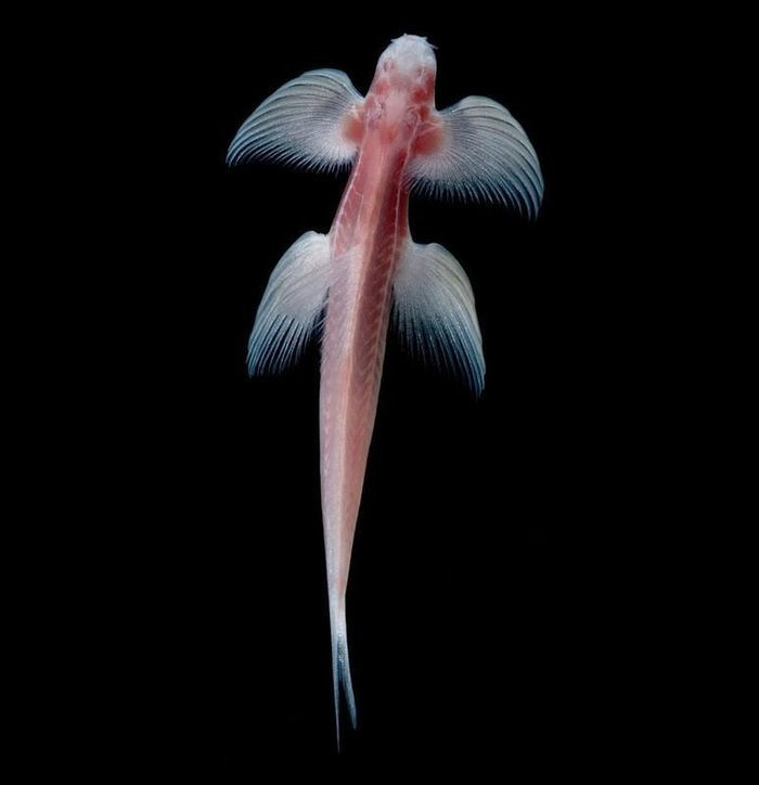 Cá vượt thác có khả năng bơi ở các dòng thác. Thậm chí loài cá này còn có thể leo lên các vách đá phía sau thác nước.