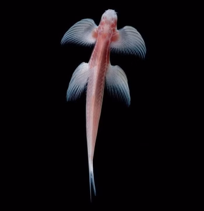 Cá vượt thác có khả năng bơi ở các dòng thác. Thậm chí loài cá này còn có thể leo lên các vách đá phía sau thác nước.