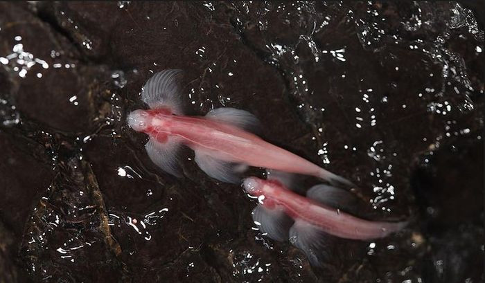 Ngoài Thái Lan, chưa có nơi nào khác ghi nhận sự xuất hiện của cá vượt thác.