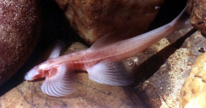 Do sống trong hang sâu tối tăm nên đôi mắt của cá vượt thác đã tiêu biến, chỉ còn hai vết đen ở vị trí hóc mắt.