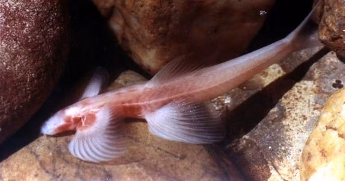 Do sống trong hang sâu tối tăm nên đôi mắt của cá vượt thác đã tiêu biến, chỉ còn hai vết đen ở vị trí hóc mắt.