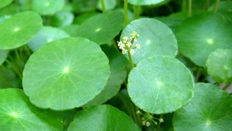  Cỏ đồng tiền mang ý nghĩa vô cùng rõ ràng về phú quý, thịnh vượng, hút may mắn, tài lộc cho gia chủ. Có thể nói, đây là cây cảnh có ý nghĩa phong thủy được nhiều người ưa thích. 