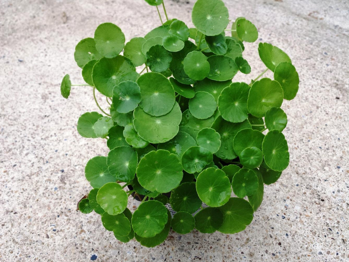  Cỏ tiền đồng rất dễ trồng. Nó thậm chí có thể sống sót chỉ bằng 1 ít nước. Bởi vì nhiều người có thể trồng cỏ tiền đồng trong nước, chỉ cần không thiếu nước thì nó có thể tồn tại năm này qua năm khác.