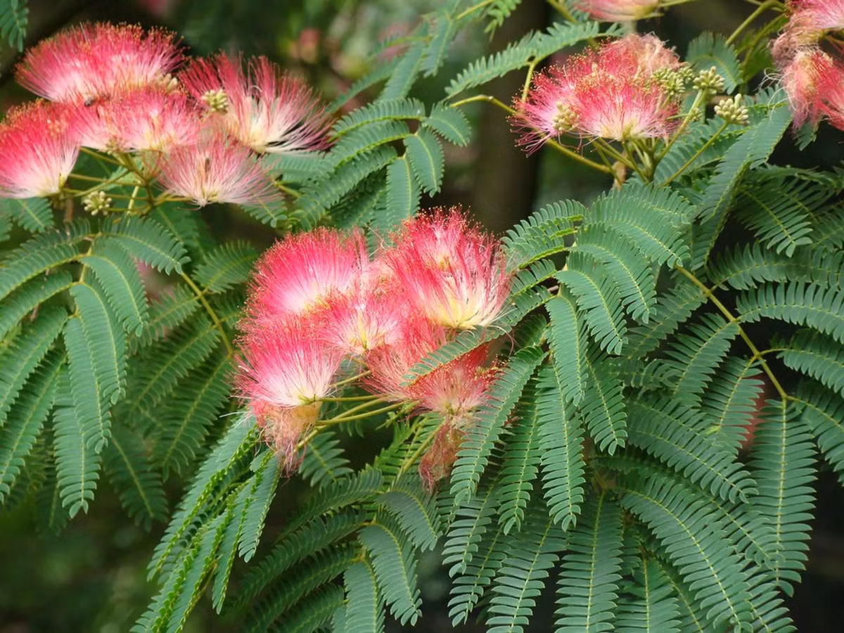  Ở ngoài tự nhiên, nó có thể cao đến 10m, phân nhánh tốt, hình dáng giống như chiếc ô khổng lồ, xòe rộng, cho bóng mát. Còn nếu trồng trong chậu, cây cảnh có thể cao đến 2m, rộng 0,5-1m, tùy theo sự cắt tỉa của bạn. Ảnh minh họa ouriquesfarm