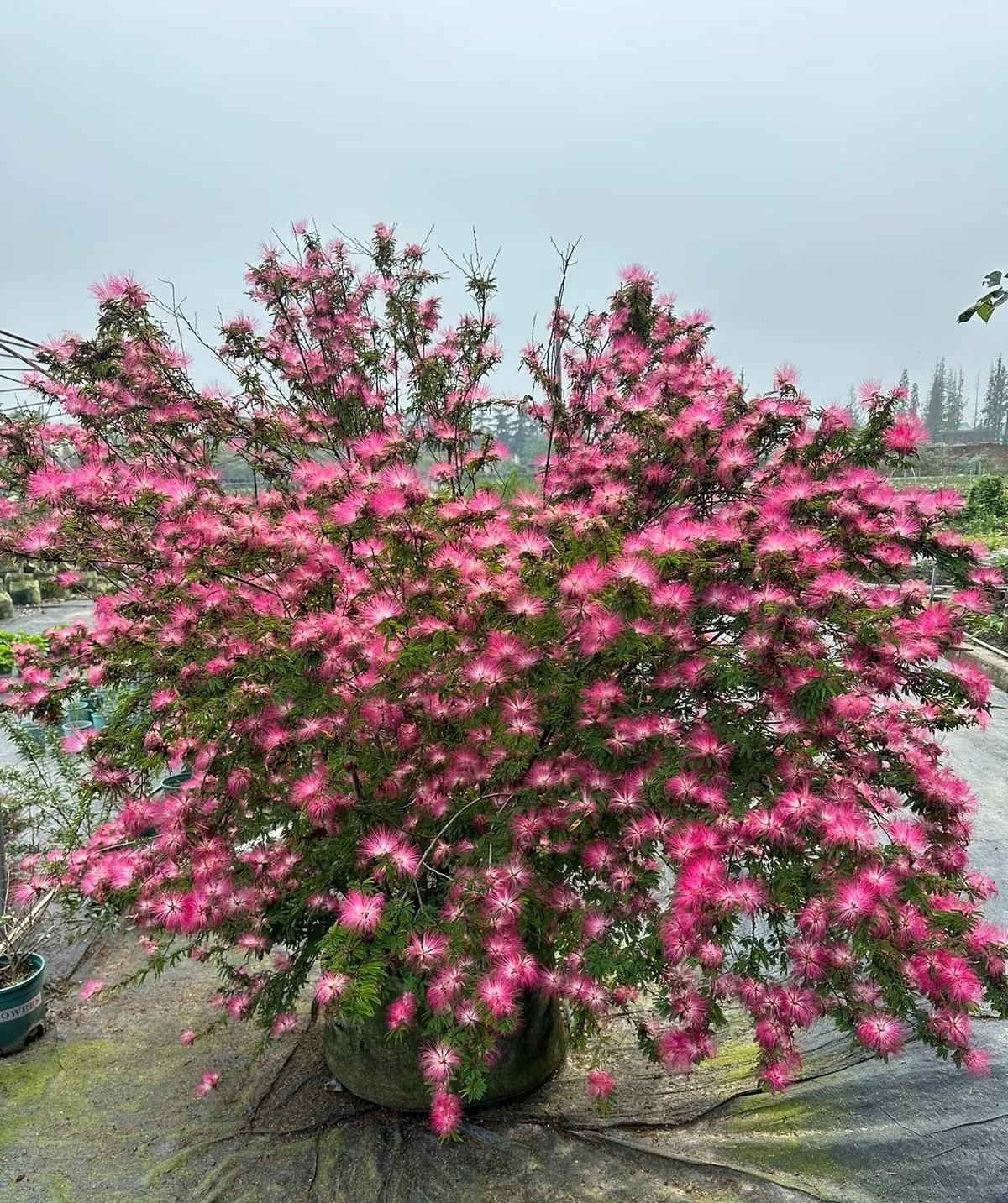  Cây cảnh có tên khoa học là Albizia julibrissin thuộc gia đình họ Đậu (Fabaceae). Nó có nguồn gốc từ Nam Mỹ và được trồng rộng rãi ở nhiều nơi trên thế giới. Ảnh minh họa Toutiao