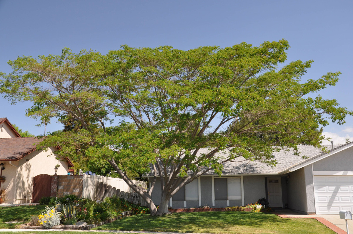 Thuộc dạng lá chét lông chim, hình dáng tương tự như lá cây phượng. Hoa mọc ở đầu cành mới, có màu hồng tươi pha trắng, cánh hoa hình sợi, xếp đều tăm tắp như chiếc quạt xòe rộng. Quả của chúng hình quả đậu, hơi dẹt. Ảnh minh họa plantmaster