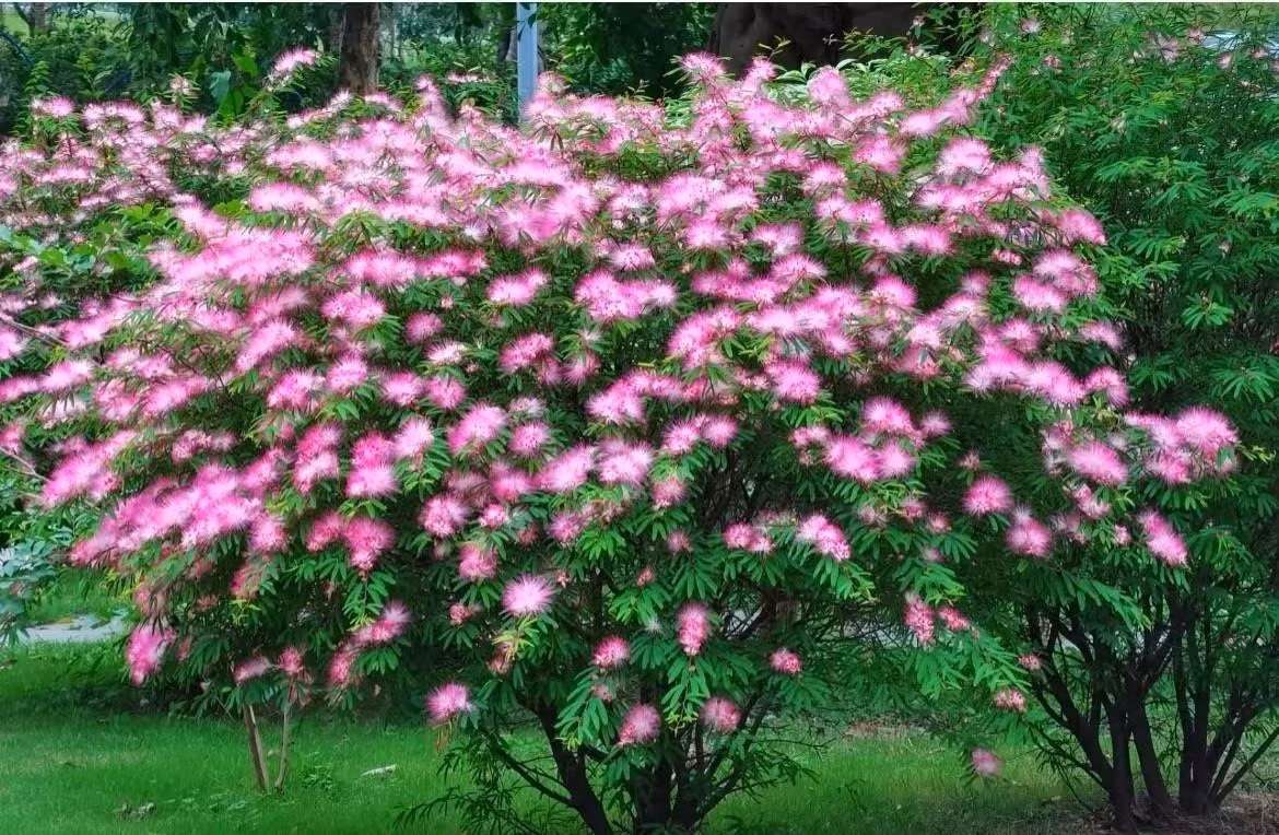  Mùa xuân, cây cảnh này quyến rũ bạn bằng những chiếc lá lông chim xanh tươi, mùa hè chinh phục bạn bởi tầng tầng lớp lớp những bông hoa hồng, mỗi cánh hoa như sợi lụa mảnh, mềm mại, duyên dáng. Mùa thu, những chùm quả dày đặc trên cảnh cũng sẽ đem lại cho bạn sự mới lạ, hân hoan. Ảnh minh họa Toutiao 