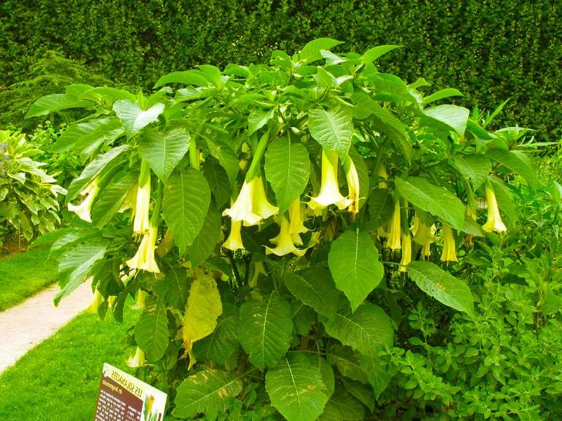 Điều này đặc biệt đúng đối với những gia đình có trẻ em hoặc vật nuôi, vì vô tình nuốt phải có thể dẫn đến ngộ độc. Nếu có trẻ em ở nhà, bạn có thể cân nhắc việc chăm sóc chúng hoặc rào chúng lại..