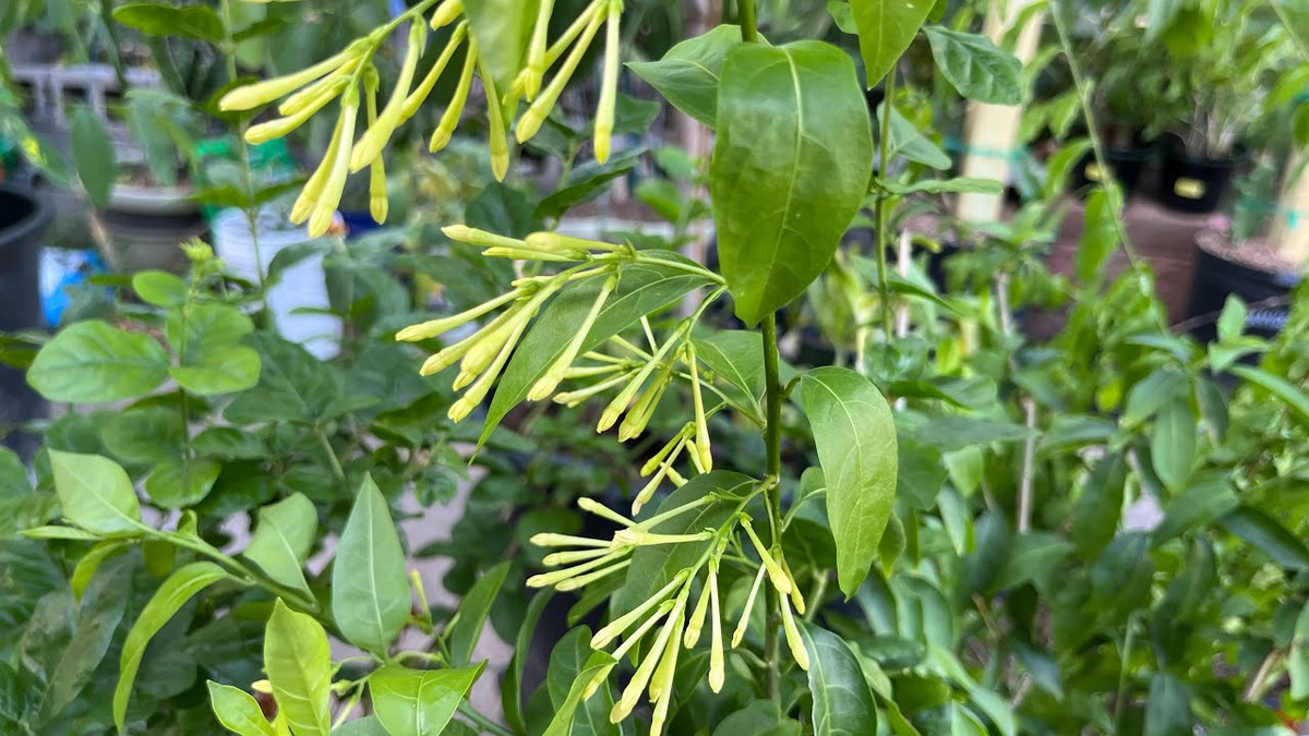  Vì vậy, người xưa khuyên không nên trồng dạ lý hương trong nhà, nhất là trong phòng ngủ và những môi trường có không gian trong nhà nhỏ hẹp, để không ảnh hưởng đến sức khỏe của người ở.