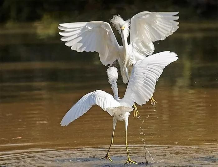 Chúng thường bắt cá, ếch, các loại giáp xác, côn trùng… làm thức ăn.