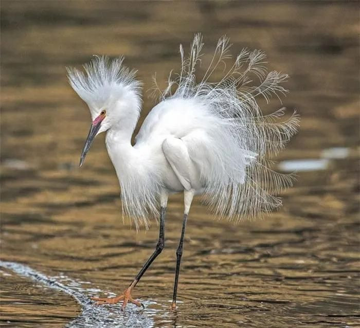 Cò tuyết thường sinh sống ở những khu rừng ngập mặn, vịnh cạn, đầm phá nước mặn…