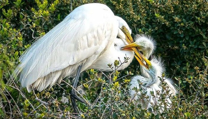 Sau 20-25 ngày, cò non sẽ rời tổ đi.