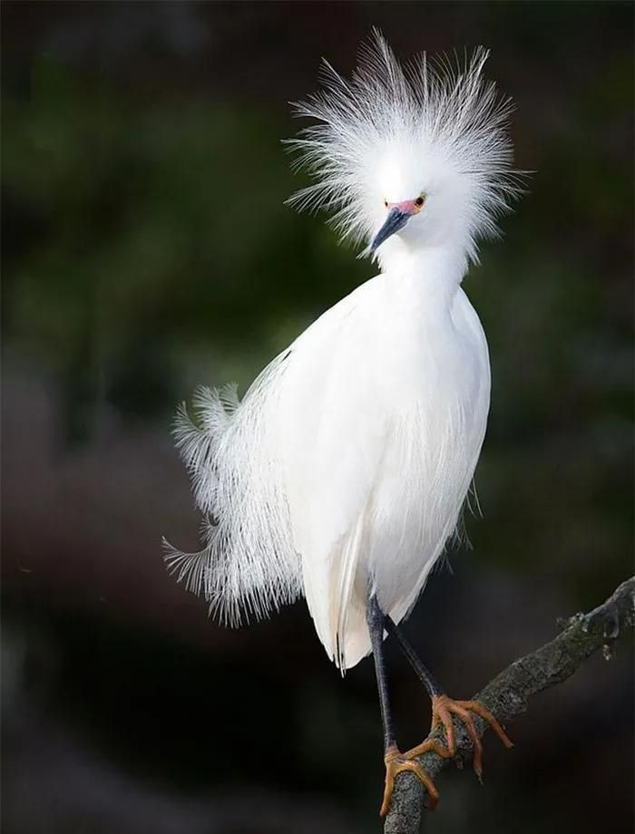 Chỏm lông vũ trên đầu rất ấn tượng của cò tuyết.
