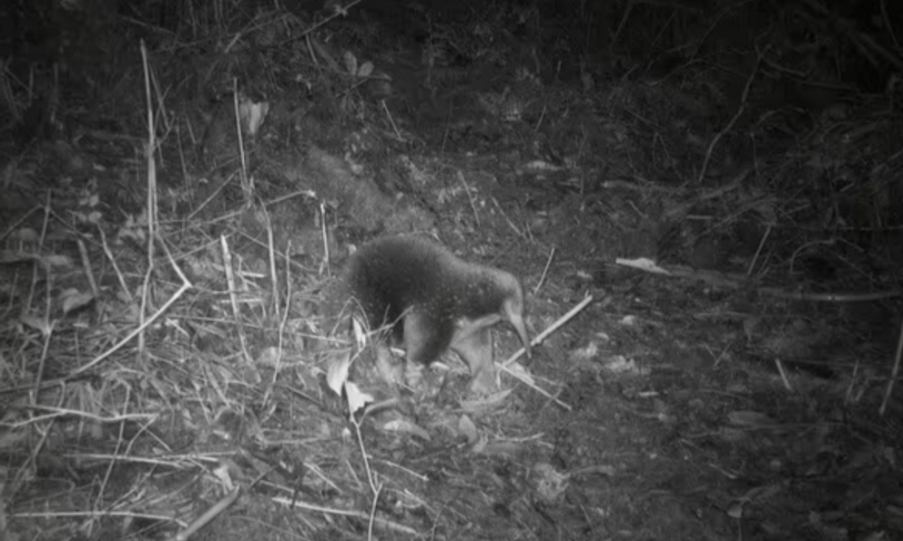 Tiến sĩ James Kempton, người đã lên ý tưởng và chỉ đạo chuyến thám hiểm, cho biết: “Khám phá này là kết quả của rất nhiều công sức và hơn 3 năm rưỡi lên kế hoạch. Mặc dù một số người có thể mô tả vùng núi Cyclops - nơi tìm thấy thú lông nhím mỏ dài Attenborough - là ‘địa ngục xanh’, nhưng tôi nghĩ quang cảnh ở đó thật kỳ diệu”.(Ảnh: Re:wild)