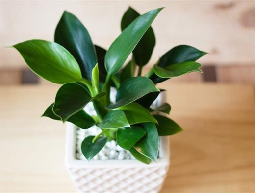 Lá kim cương vàng rậm rạp, có thể mọc um tùm chỉ cần một chút chăm sóc nên còn tượng trưng cho khả năng sinh sản, may mắn, bao dung và nhân hậu. Kim cương vàng còn được cho là có tác dụng xua đuổi tà ma và mang lại bình an, may mắn. Nhiều người đặt chúng trong nhà hoặc văn phòng với hy vọng thu hút năng lượng tích cực, mang lại nhiều tài lộc và sức khỏe.