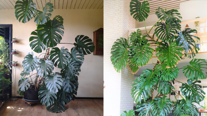 Cây cảnh này không chỉ giải phóng oxy mà còn thải ra nhiều hơi ẩm khi không khí khô. Điều này giúp cân bằng độ khô và độ ẩm của không khí, tạo môi trường thích hợp hơn cho con người sống và làm việc.