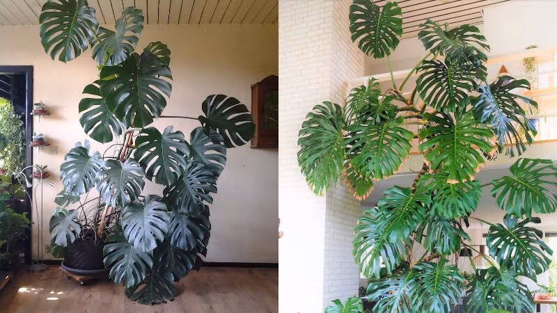 Cây cảnh này không chỉ giải phóng oxy mà còn thải ra nhiều hơi ẩm khi không khí khô. Điều này giúp cân bằng độ khô và độ ẩm của không khí, tạo môi trường thích hợp hơn cho con người sống và làm việc.