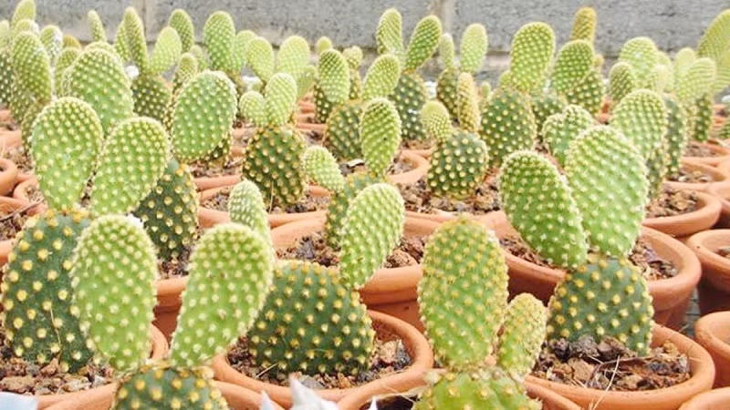 Cây cảnh này thích ấm áp và sợ lạnh. Khi nuôi nó vào mùa đông, nhiệt độ cần phải trên 12 độ. Ngoài ra, nên giảm tần suất tưới nước và đất hơi khô, thuận lợi hơn cho sự sinh trưởng và phát triển vào mùa đông của cây cảnh. 