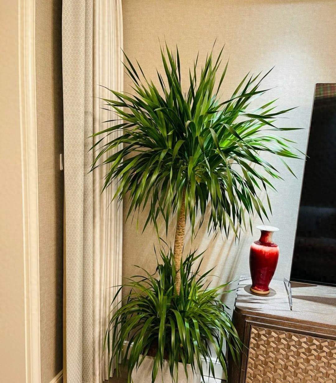  Sau khi đất khô, tưới nước vỏ lên men kịp thời để đất tơi xốp, thoáng khí. Ngoài ra, bón phân và nước bánh vừng lên men từ 15 đến 30 ngày một lần có thể giúp cây huyết rồng phát triển lâu dài và sung túc hơn, càng đỡ nhà thì càng được duy trì. 