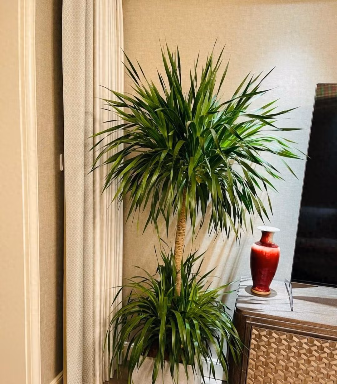  Sau khi đất khô, tưới nước vỏ lên men kịp thời để đất tơi xốp, thoáng khí. Ngoài ra, bón phân và nước bánh vừng lên men từ 15 đến 30 ngày một lần có thể giúp cây huyết rồng phát triển lâu dài và sung túc hơn, càng đỡ nhà thì càng được duy trì. 