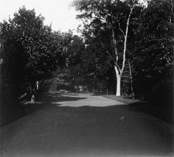 Ngoài các loại cây sẵn có, các nhà khoa học còn đưa về vườn các giống cây bản địa quý hiếm từ Bắc chí Nam cũng như trồng thí nghiệm các loài thực vật lạ từ nhiều vùng trên thế giới.