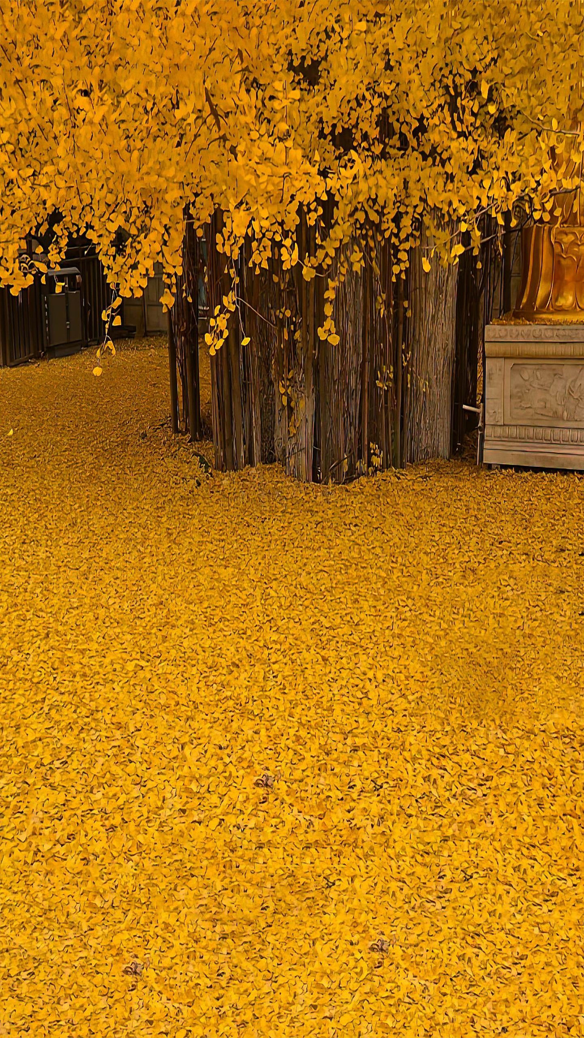  Những chiếc lá hình quạt của nó tượng trưng cho hòa bình và tĩnh lặng, trong khi quả bạch quả được coi là biểu tượng của sự giàu có và sức khỏe. Vì vậy, theo người xưa, trồng cây bạch quả trước cửa không chỉ là lời chúc tốt lành cho gia đình thịnh vượng, con cháu thành đạt mà còn thể hiện sự tôn trọng tri thức, trí tuệ. Ảnh minh họa Toutiao 