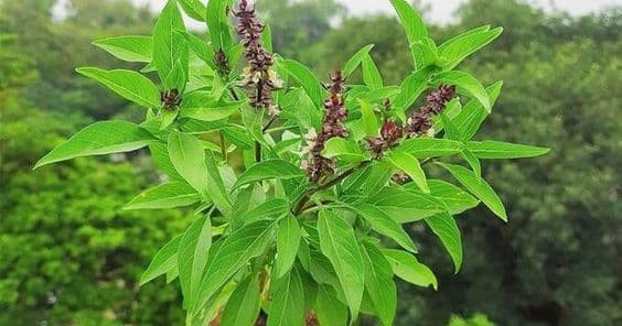  Trong phong thủy, dáng lá húng quế dài mọc thẳng hướng lên trên được cho là mang ý nghĩa phát tài, phát lộc mang may mắn cho gia chủ nên thường được nhiều người trồng quanh nhà.