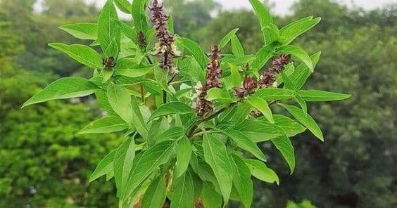  Trong phong thủy, dáng lá húng quế dài mọc thẳng hướng lên trên được cho là mang ý nghĩa phát tài, phát lộc mang may mắn cho gia chủ nên thường được nhiều người trồng quanh nhà.