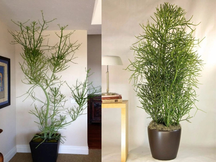  Nó là cây chỉ có cành không có lá, nhìn rất cô đơn nên còn được gọi là cây cô đơn, cây độc thân. Vì cành của nó giống như thân san hô dưới biển nhưng lại có màu xanh nên được gọi là san hô xanh. Ảnh minh họa parati