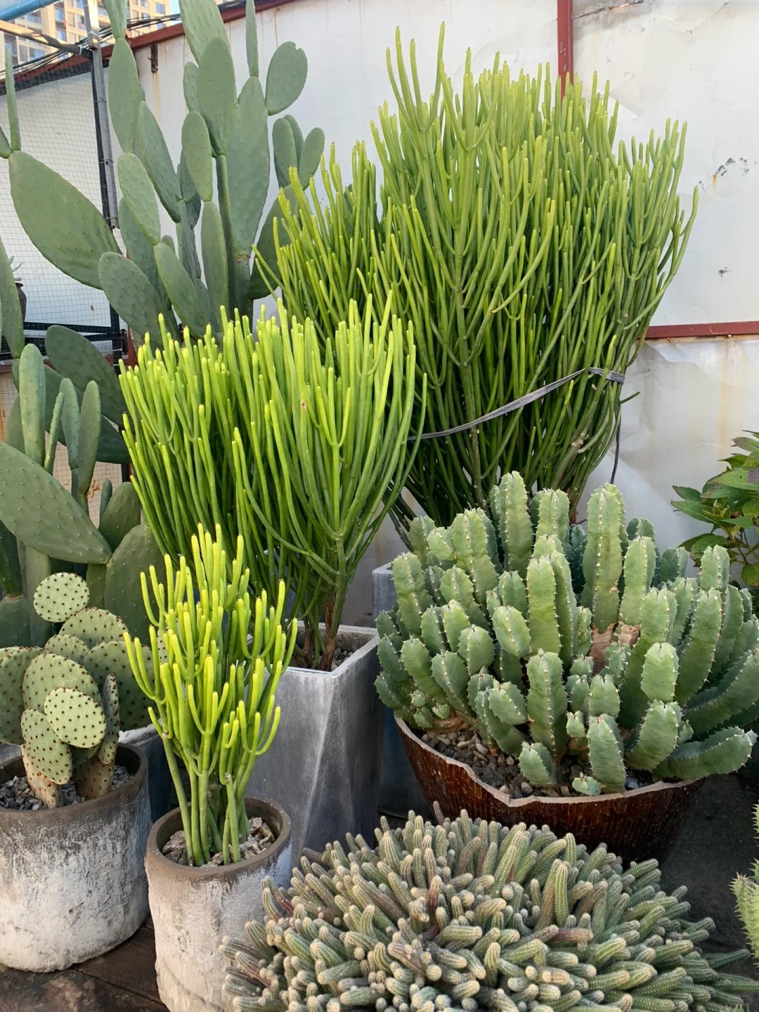  3. Để thu hút sự giàu có và kho báu: Giống như các loại xương rồng, cây cảnh này được coi là loại cây có khả năng thu hút tài lộc, giúp gia tăng vận may tài chính cho gia đình. Trong phong thủy, nó được coi là “cây tài lộc” thu hút tài lộc, giúp mang lại phú quý, may mắn. Ảnh minh họa Toutiao 