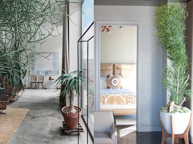 Trên cành là những chiếc lá hình bầu dục dài tối đa khoảng 2,5cm. Ngoài ra, vào cuối mùa xuân và đầu mùa hè, những bông hoa nhỏ xuất hiện ở đầu các cành xanh. Cây cảnh này không có gai sắc thường thấy trên nhiều loài xương rồng. Mặc dù thường được gọi là xương rồng bút chì, nhưng thực tế nó không phải là thành viên của họ xương rồng. Ảnh minh họa parati 