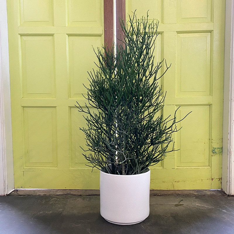  Đặc điểm của cây cảnh xương khô: Cây cảnh này có tên xương khô là do những cành khẳng khiu, lòng khòng như bộ xương của nó. Ngoài ra, xương khô còn có nhiều tên gọi khác, tùy vào trí tưởng tượng của mọi người khi nhìn thấy cây cảnh này. 