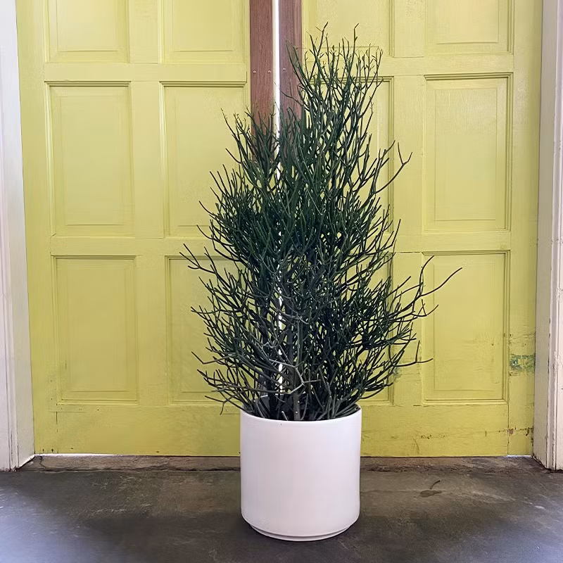  Đặc điểm của cây cảnh xương khô: Cây cảnh này có tên xương khô là do những cành khẳng khiu, lòng khòng như bộ xương của nó. Ngoài ra, xương khô còn có nhiều tên gọi khác, tùy vào trí tưởng tượng của mọi người khi nhìn thấy cây cảnh này. 