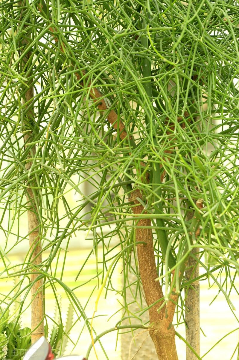  Nó có tên tiếng Anh rất đa dạng Pencil cactus (Xương rồng bút chì - cây có hình dáng như bút chì), Indian tree spurge (cây thầu dầu Ấn Độ), pencil tree (cây bút chì), milk bush (bụi sữa - vì nhựa của cây này trắng như sữa). Xương khô có tên khoa học là Euphorbia tirucalli, thuộc gia đình Thầu dầu (Euphorbiaceae). Ảnh minh họa Toutiao 